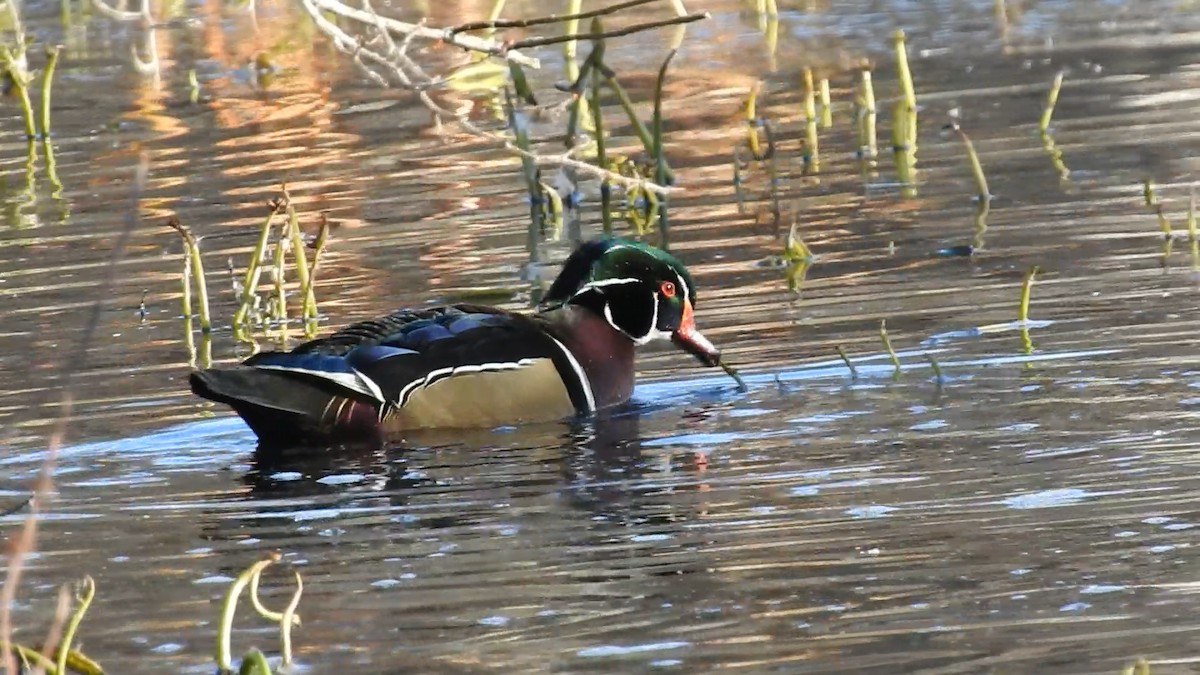 Ahate karolinarra - ML645290342