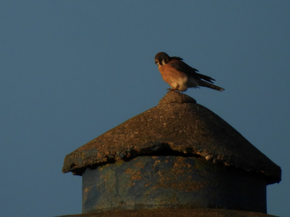 American Kestrel - ML645290355