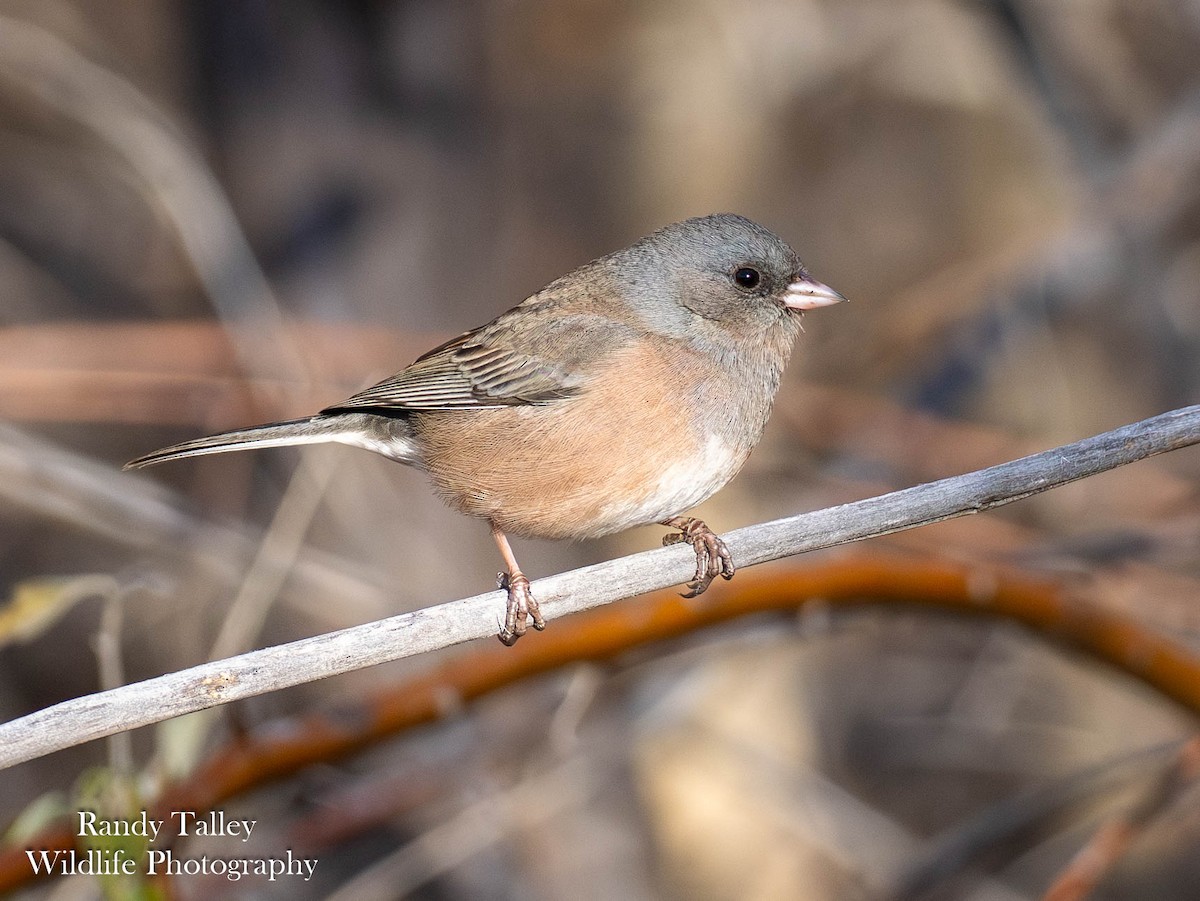 Dark-eyed Junco - ML645290356