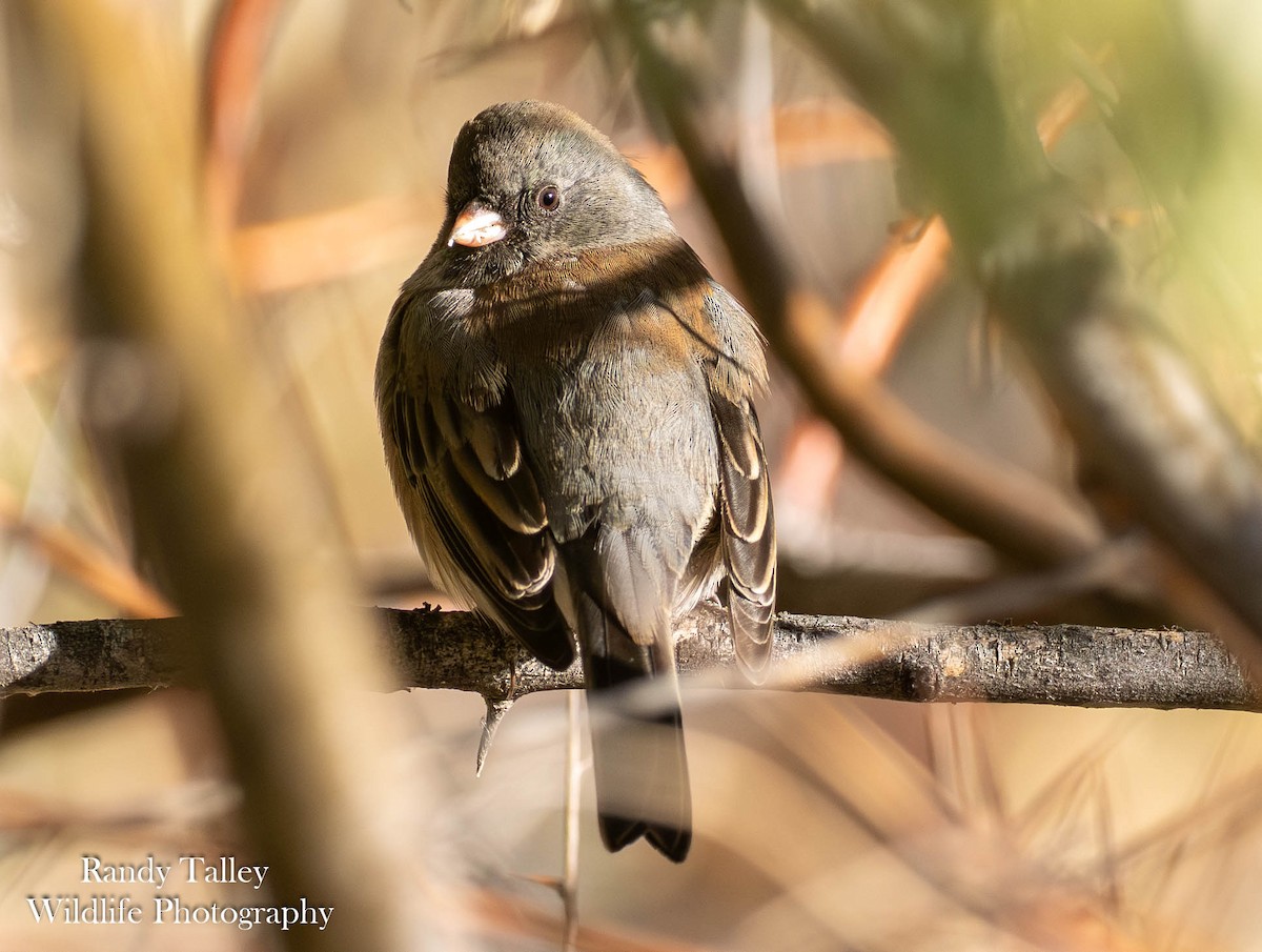 Dark-eyed Junco - ML645290357