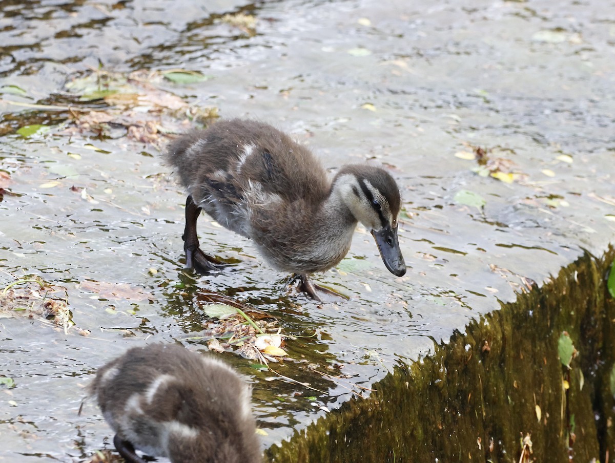 Mallard - ML645290362