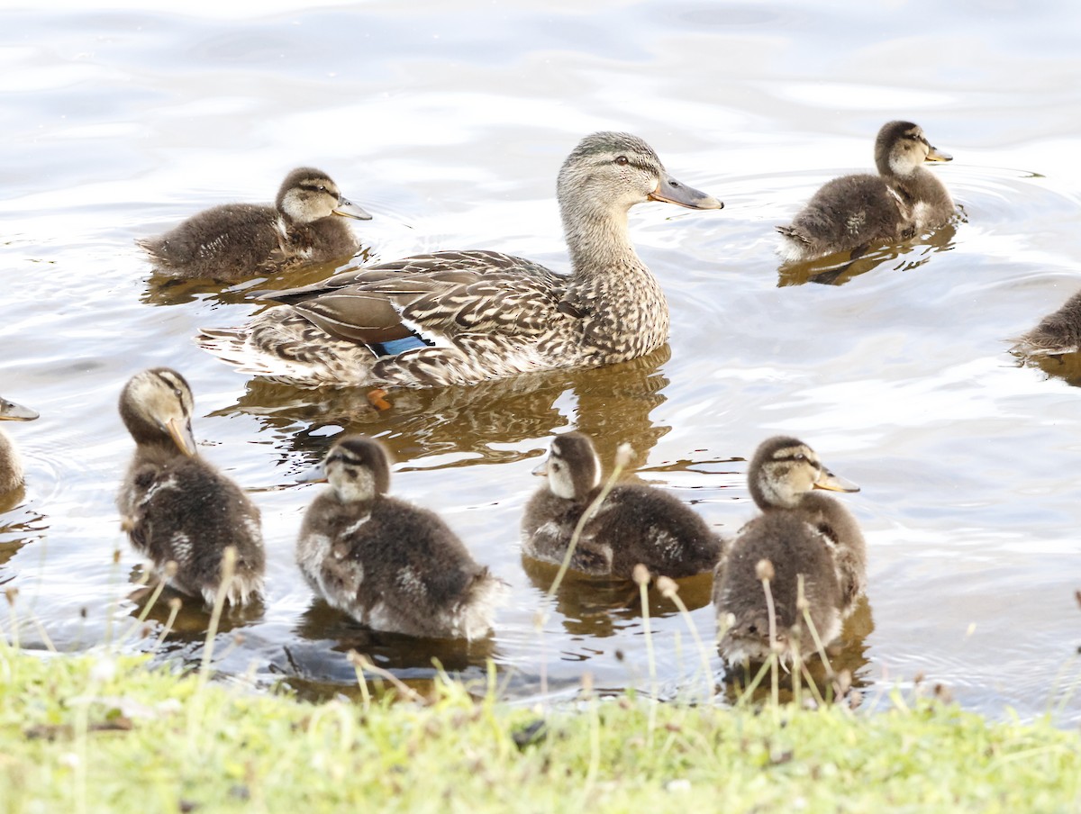 Mallard - ML645290363