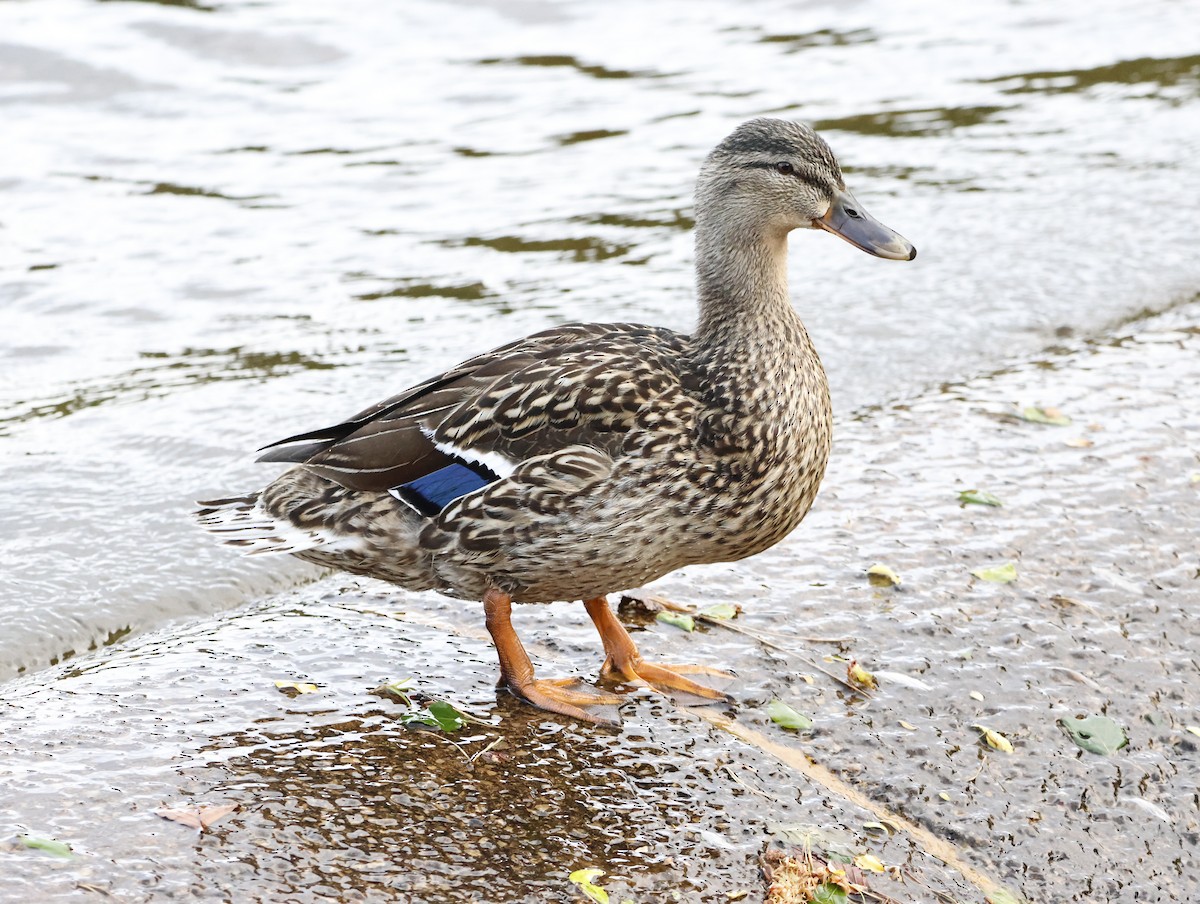 Mallard - ML645290364