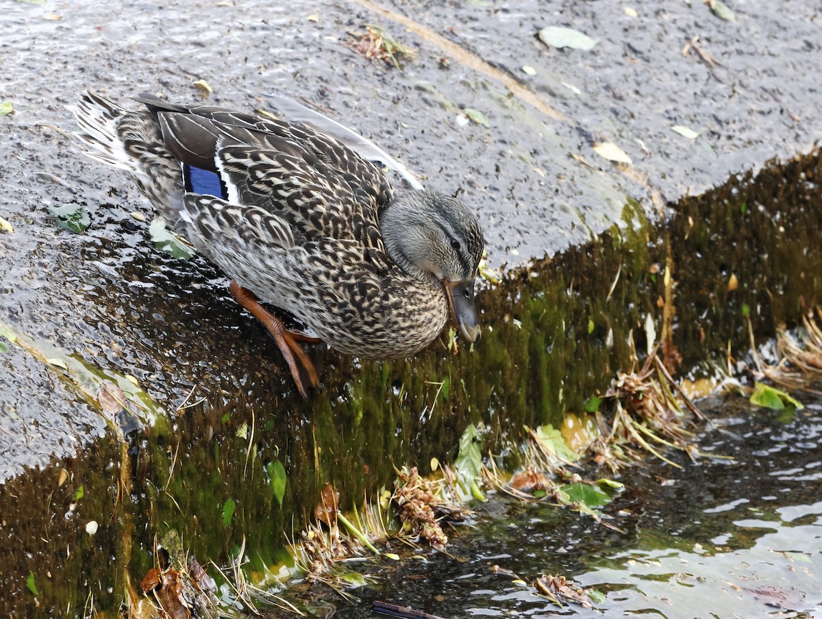 Mallard - ML645290365