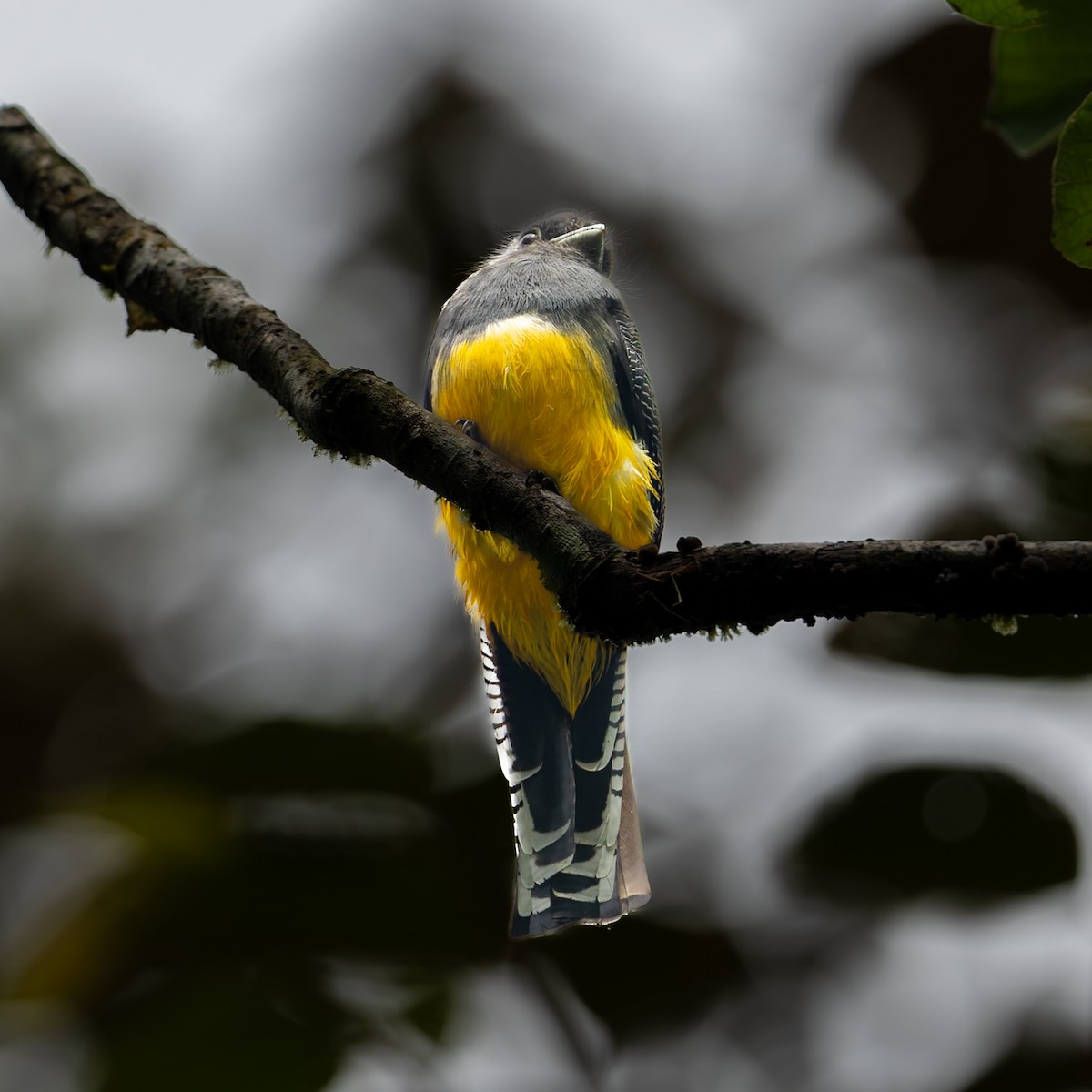 Gartered Violaceous Trogon - ML645290369