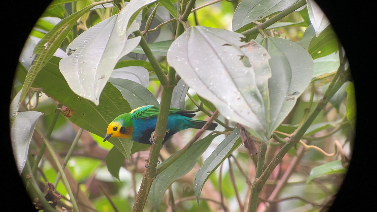 Multicolored Tanager - ML645290370