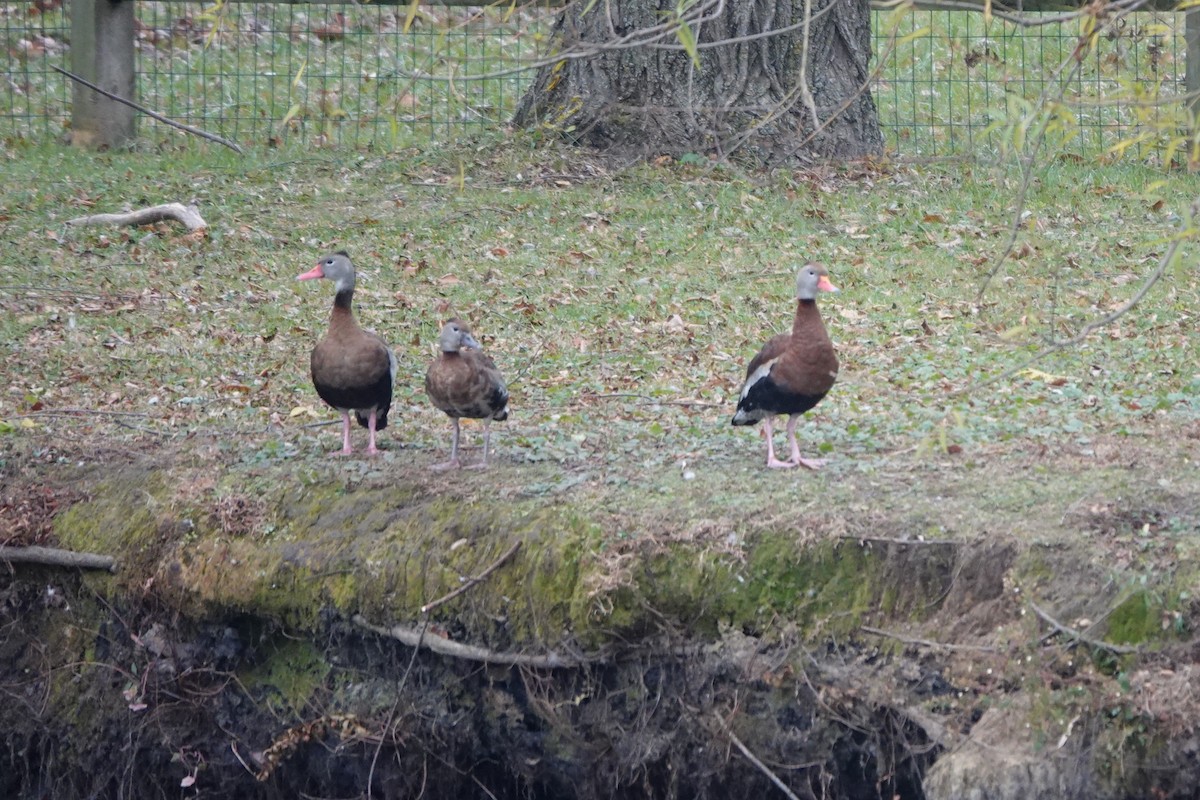 husička černobřichá - ML645290371