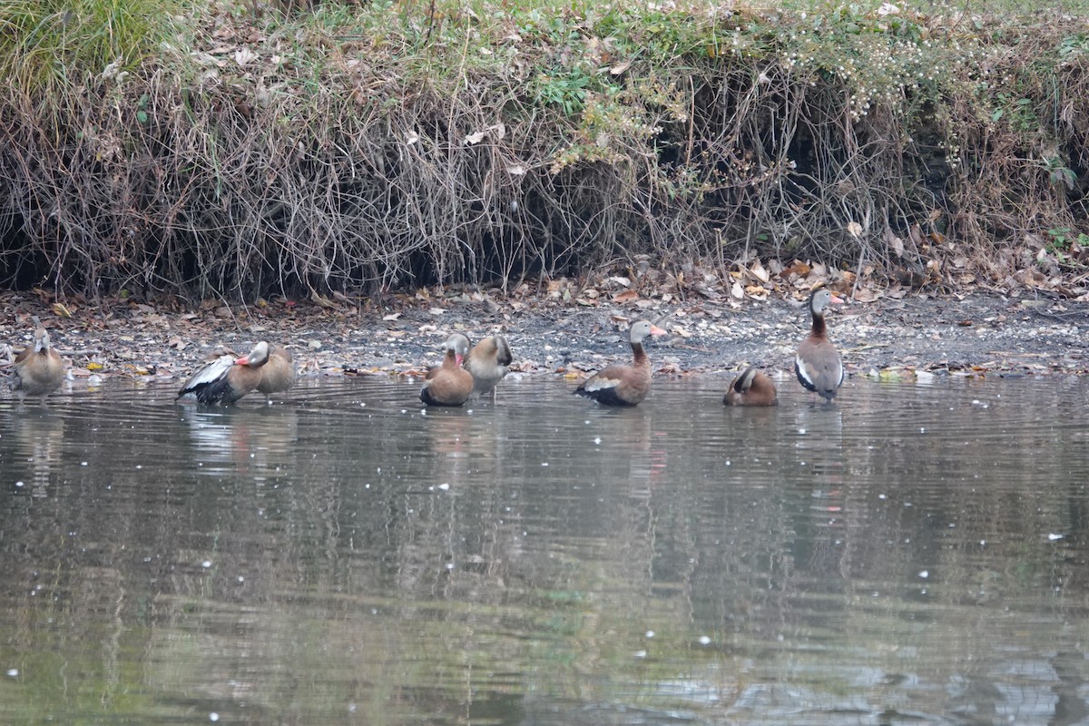 husička černobřichá - ML645290372