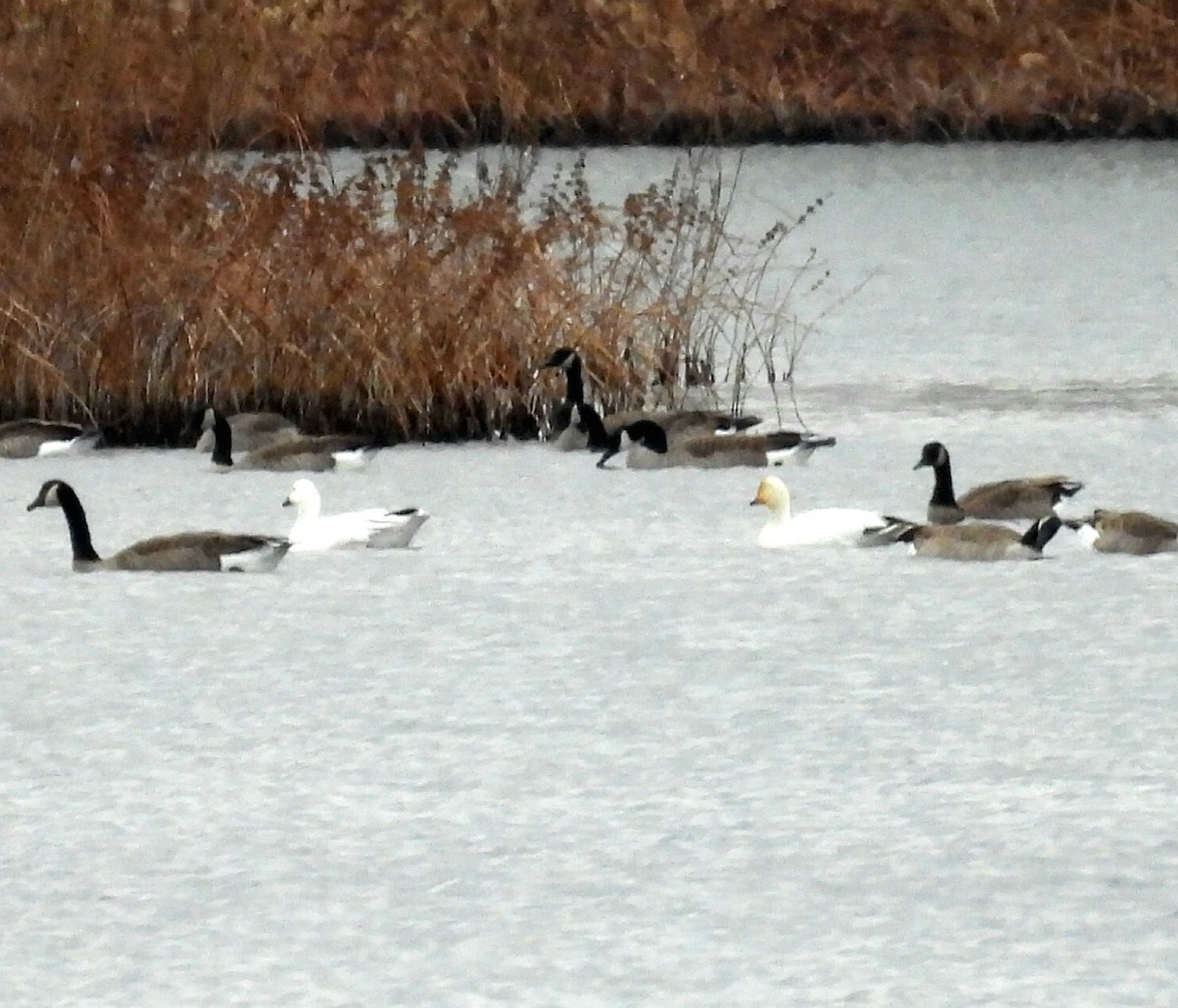 Snow Goose - ML645290375