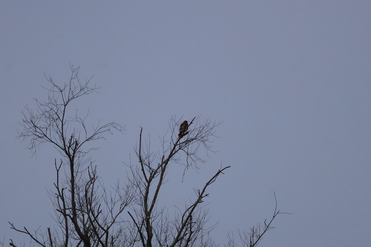 Red-tailed Hawk - ML645290378