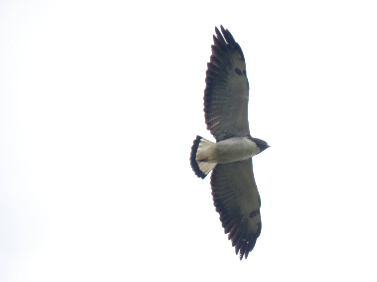 White-tailed Hawk - ML645290380