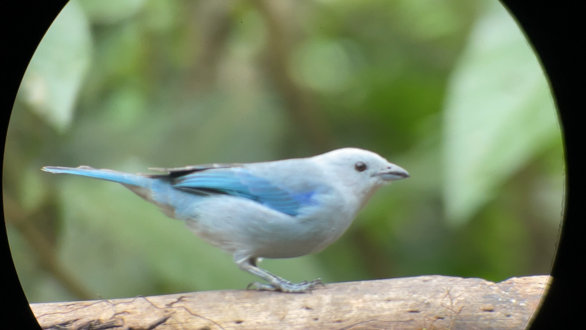 Blue-gray Tanager - ML645290381
