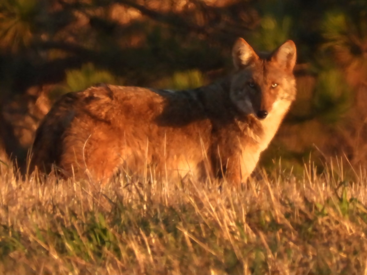 Coyote - ML645290384