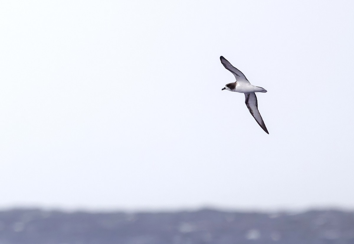 Gould's Petrel - ML645290386