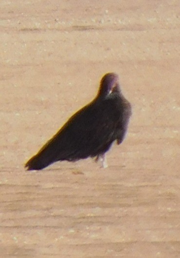 Black Vulture - ML645290387