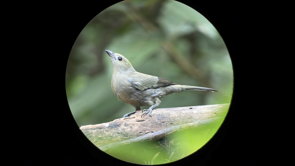 Palm Tanager - ML645290392