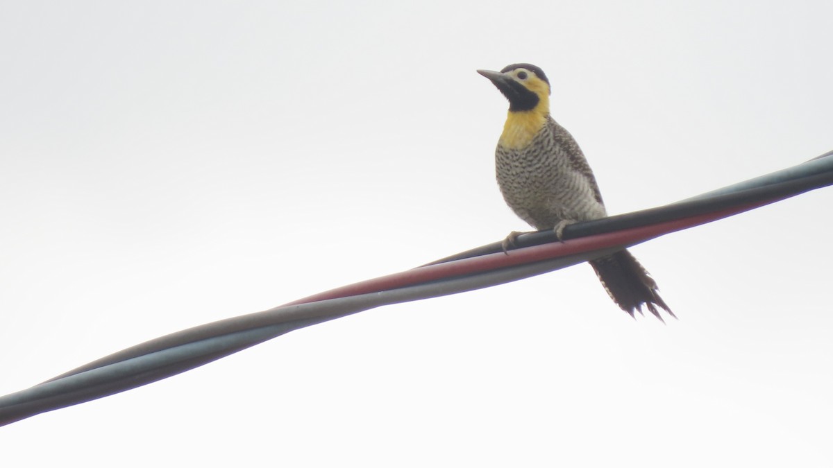 Campo Flicker - ML645290393