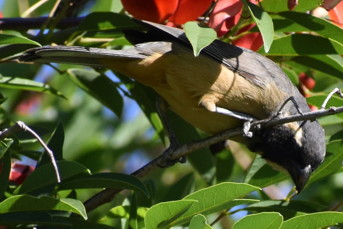 Golden-billed Saltator - ML645290394