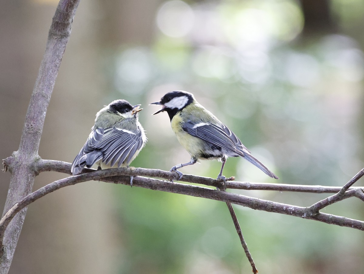Great Tit - ML645290395