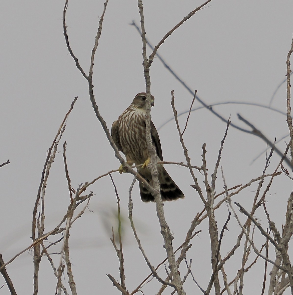 Merlin - ML645290404