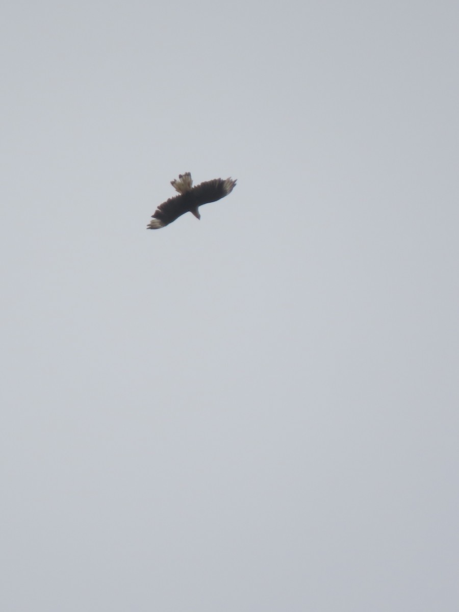 Crested Caracara - ML645290408