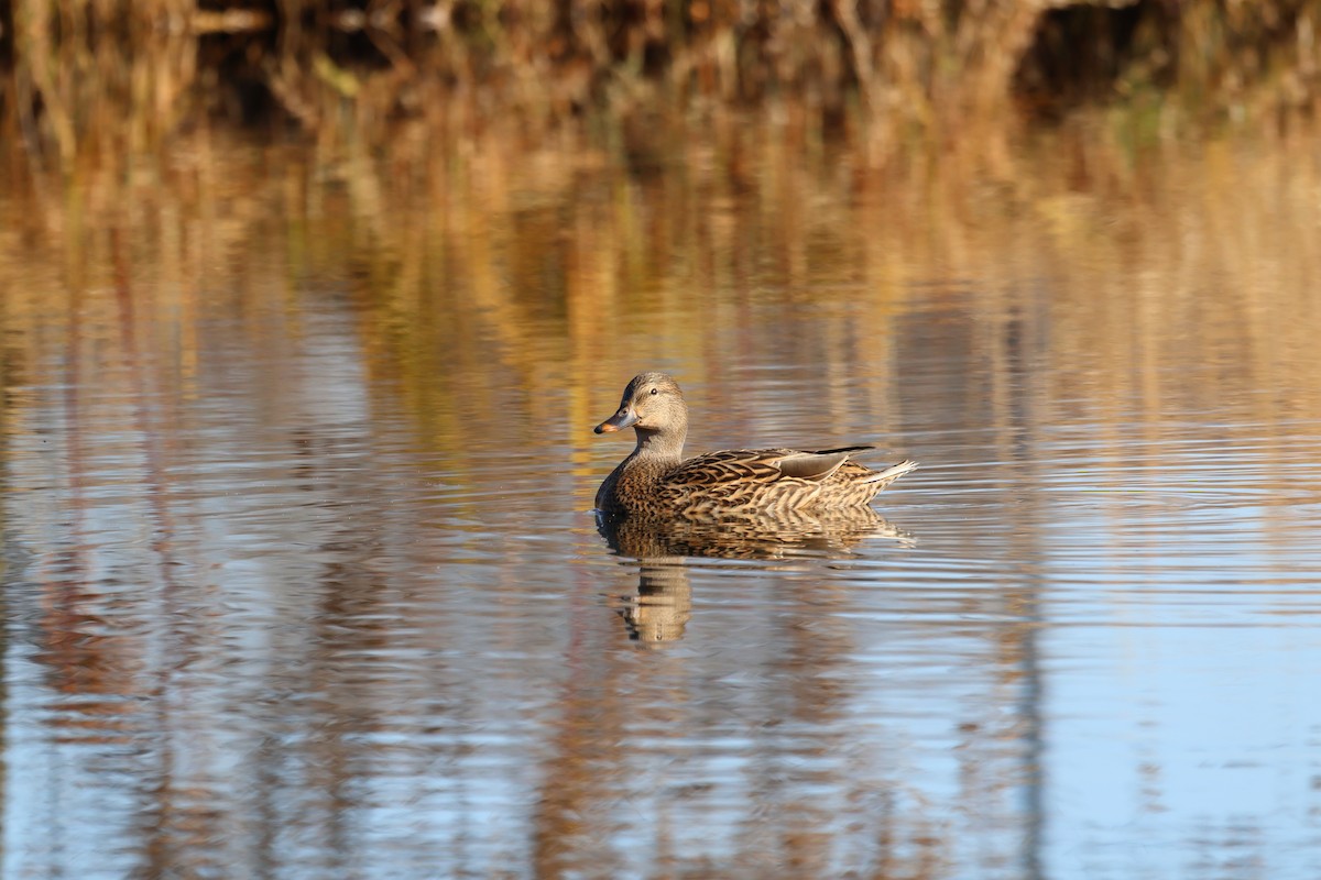 Mallard - ML645290409