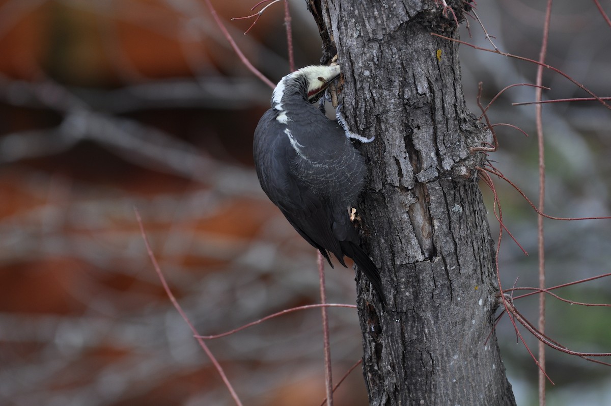 Pileated Woodpecker - ML645290412