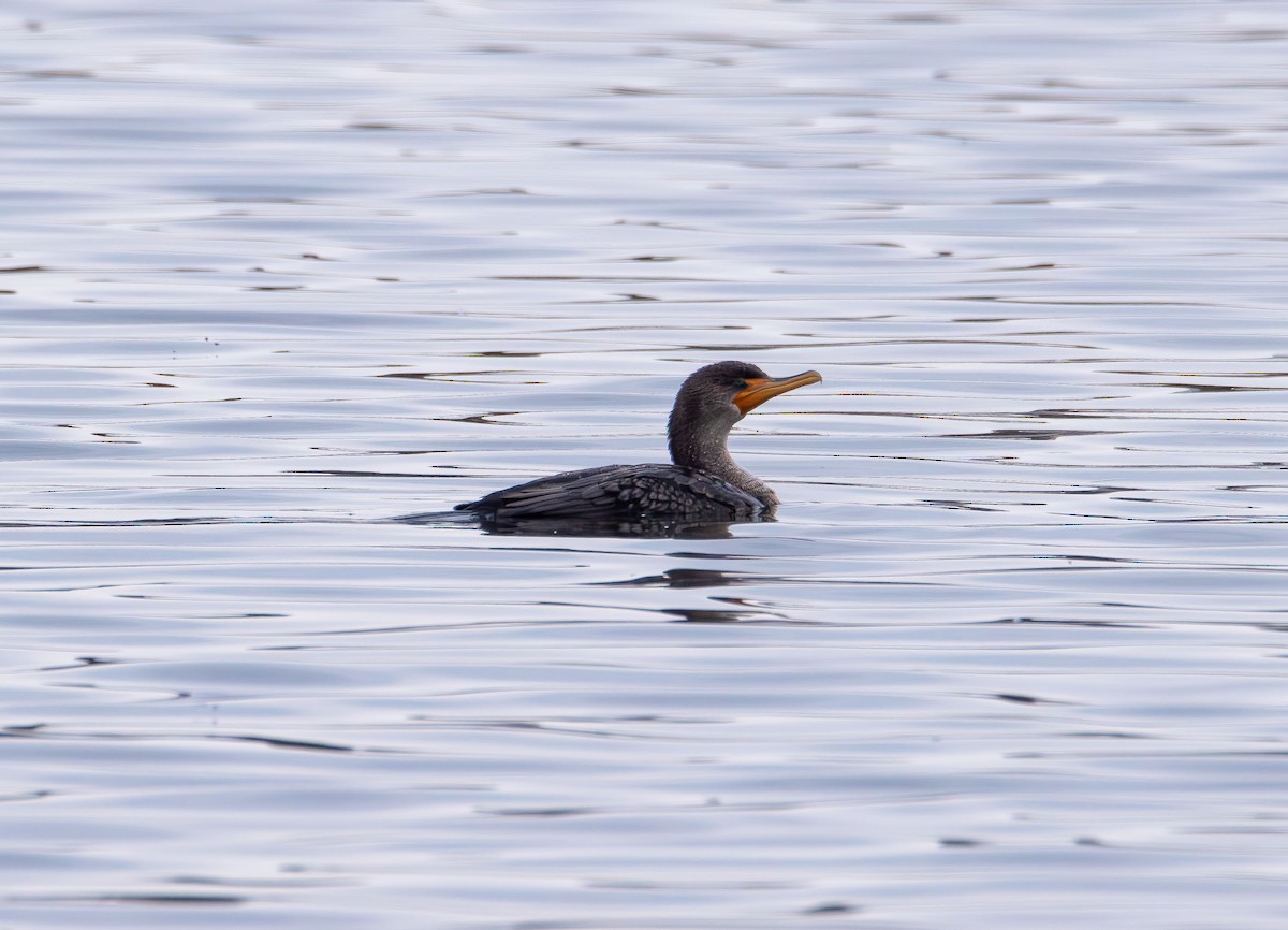 Great Egret - ML645290414