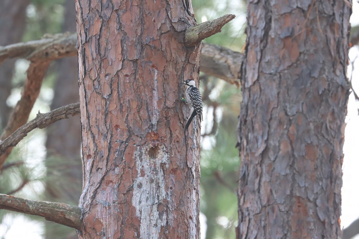 Red-cockaded Woodpecker - ML645290443