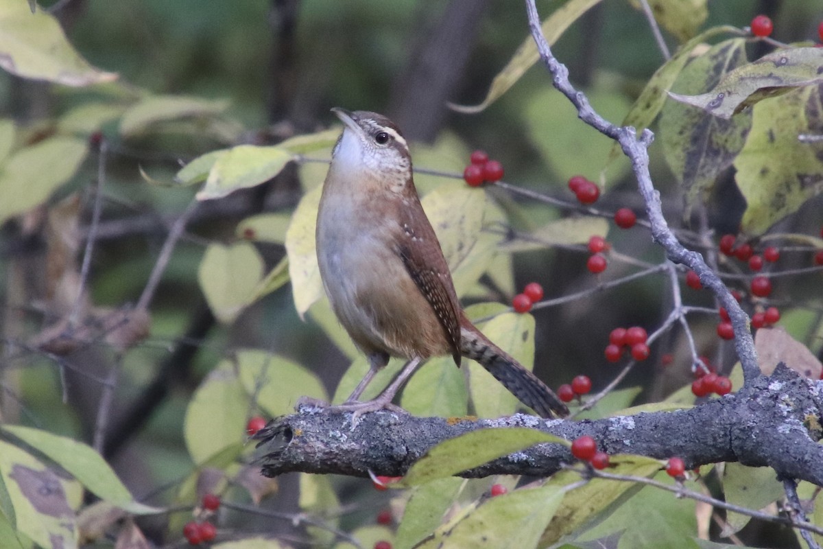 Carolina Wren - ML645290453