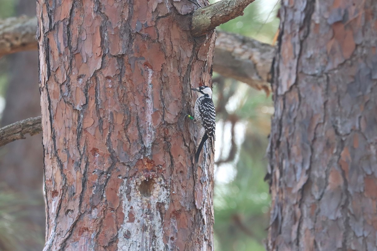 Red-cockaded Woodpecker - ML645290456