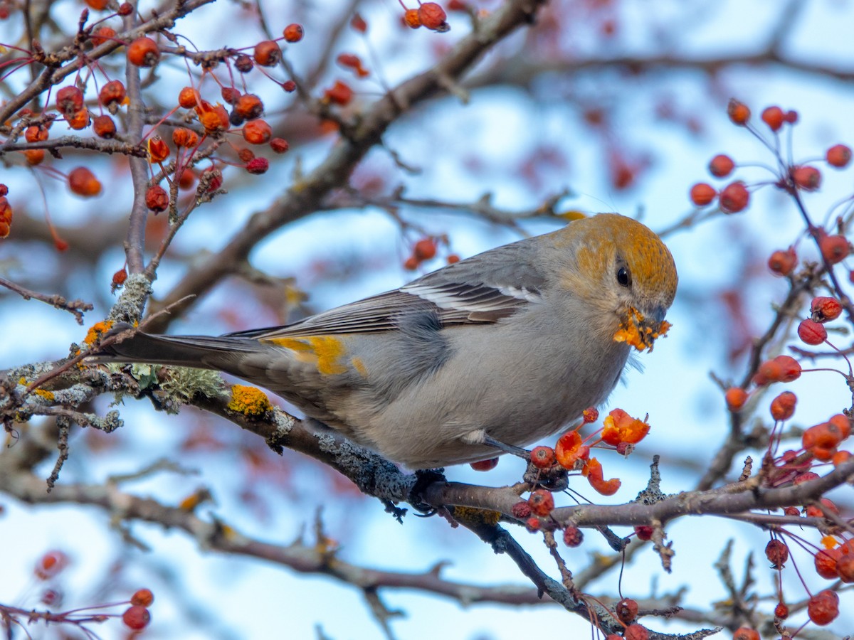 Pine Grosbeak - ML645290460