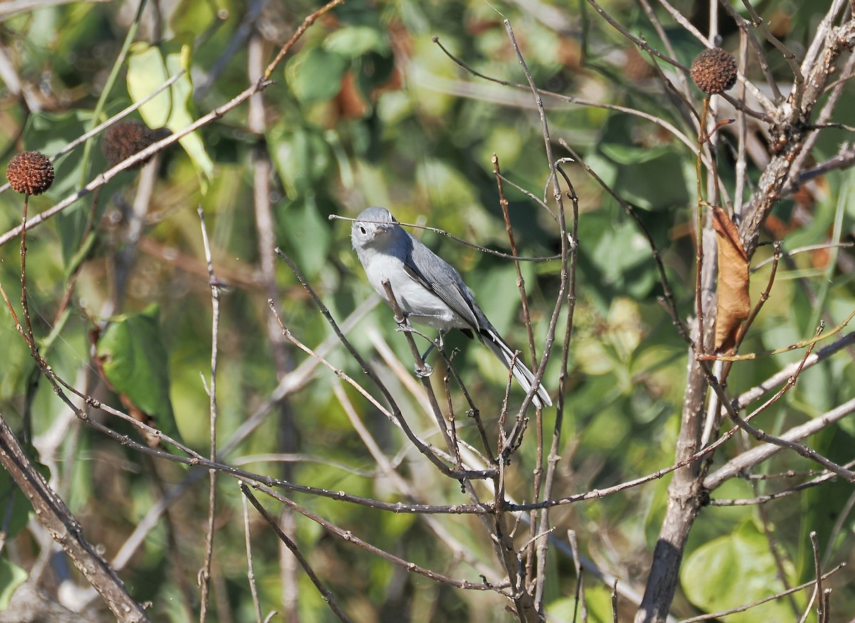 Голубая комароловка - ML645290480