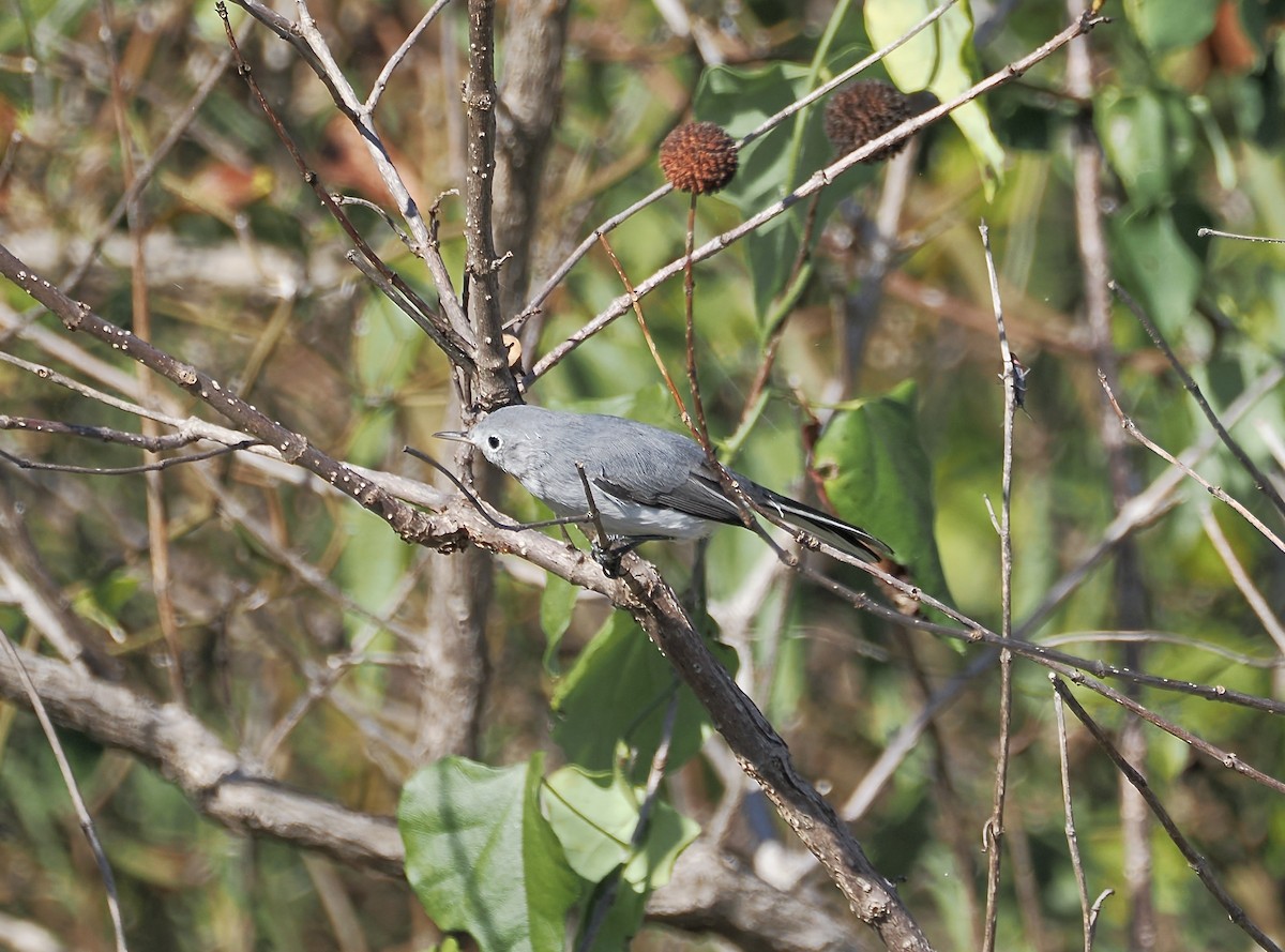 Голубая комароловка - ML645290483