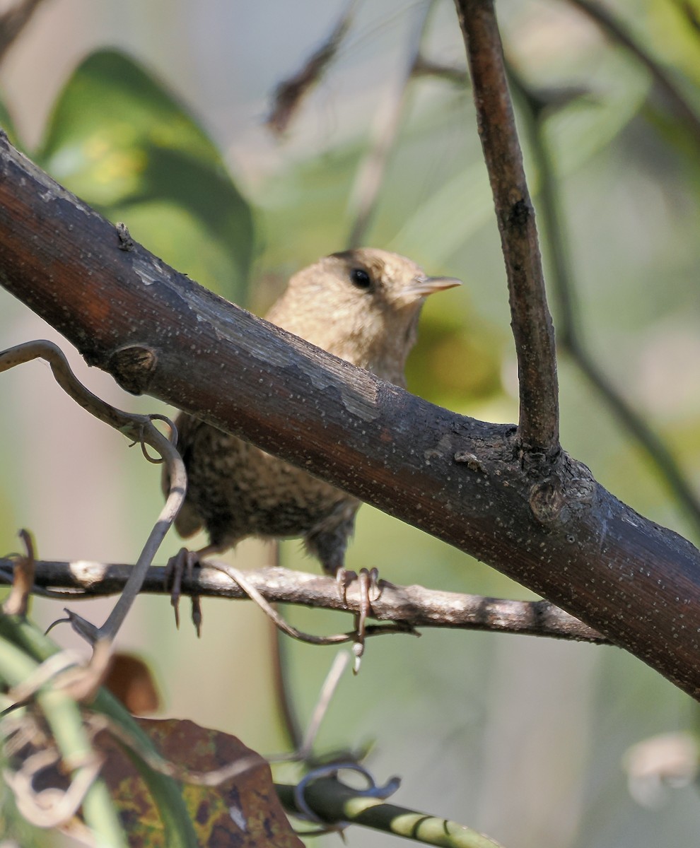 Winter Wren - ML645290500