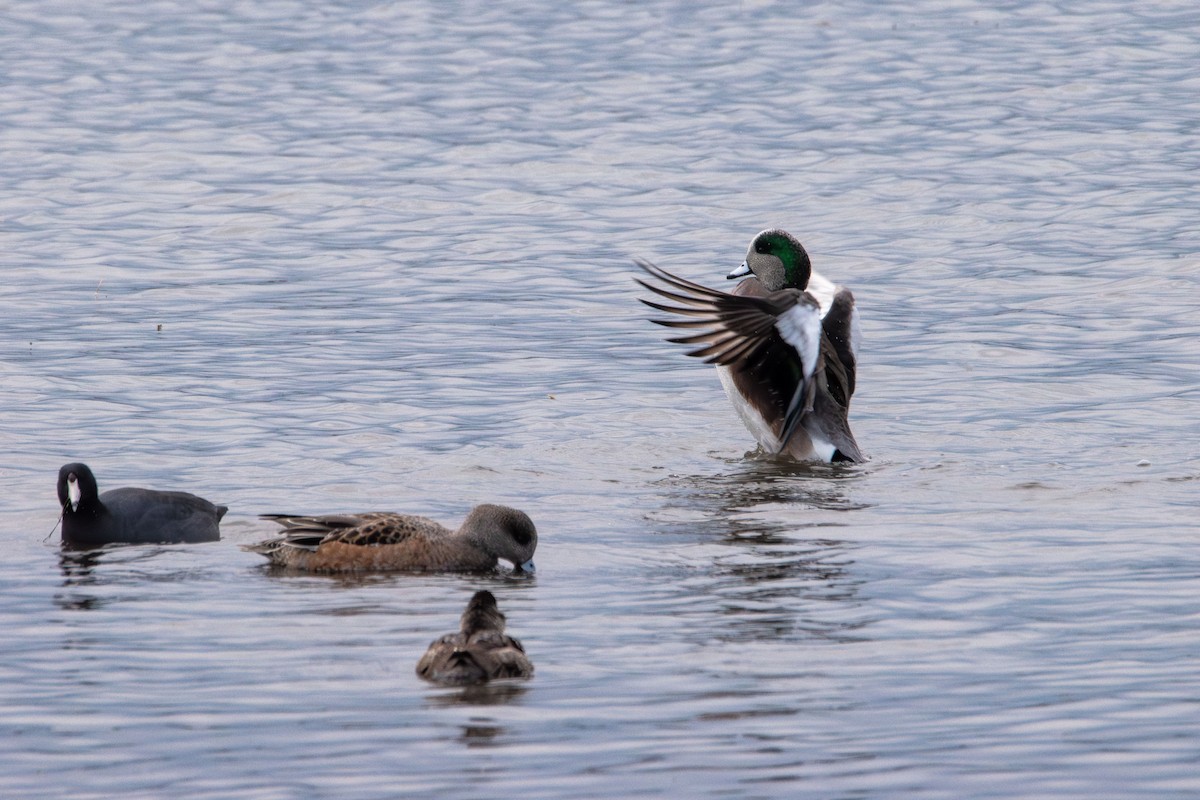 Foulque d'Amérique - ML645290505