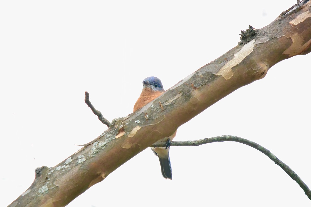 Merlebleu de l'Est - ML645290506