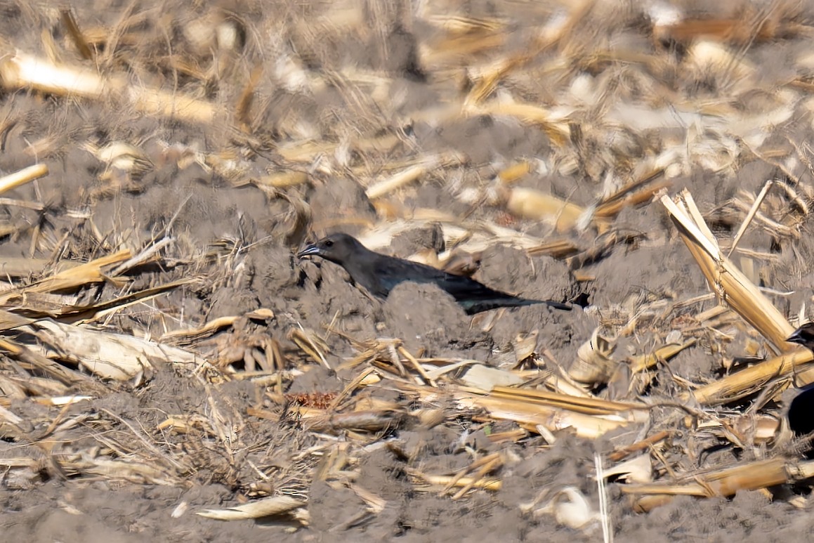 Quiscale de Brewer - ML645290509