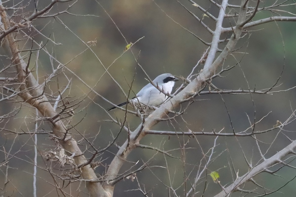 Pie-grièche migratrice - ML645290510