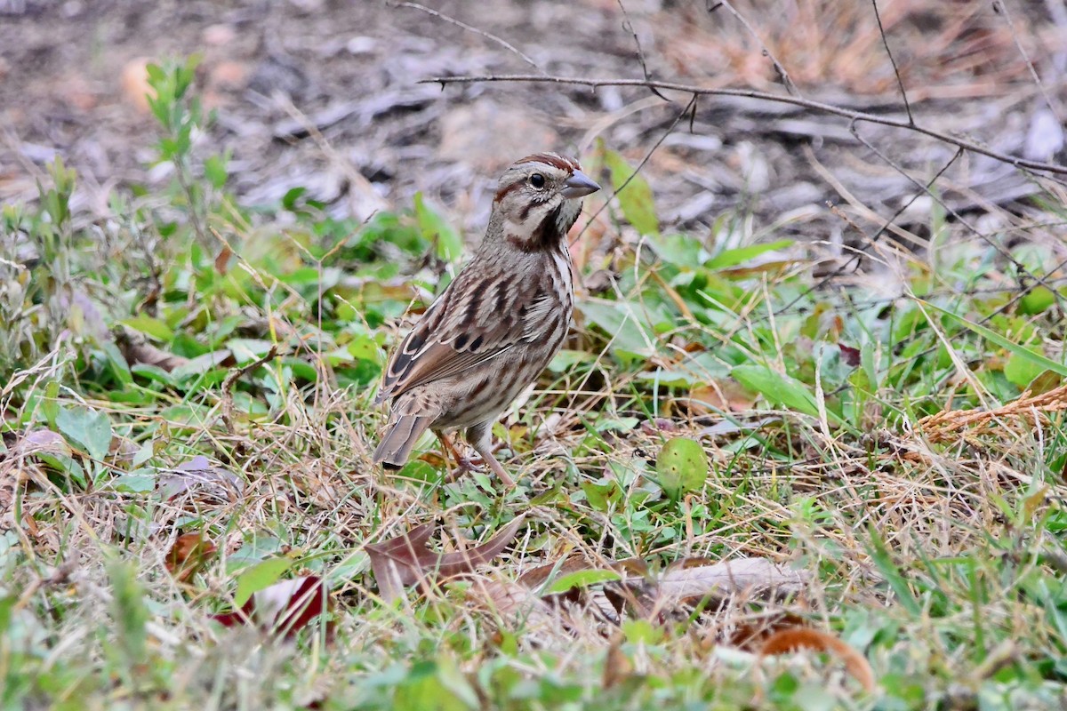 Bruant chanteur - ML645290511