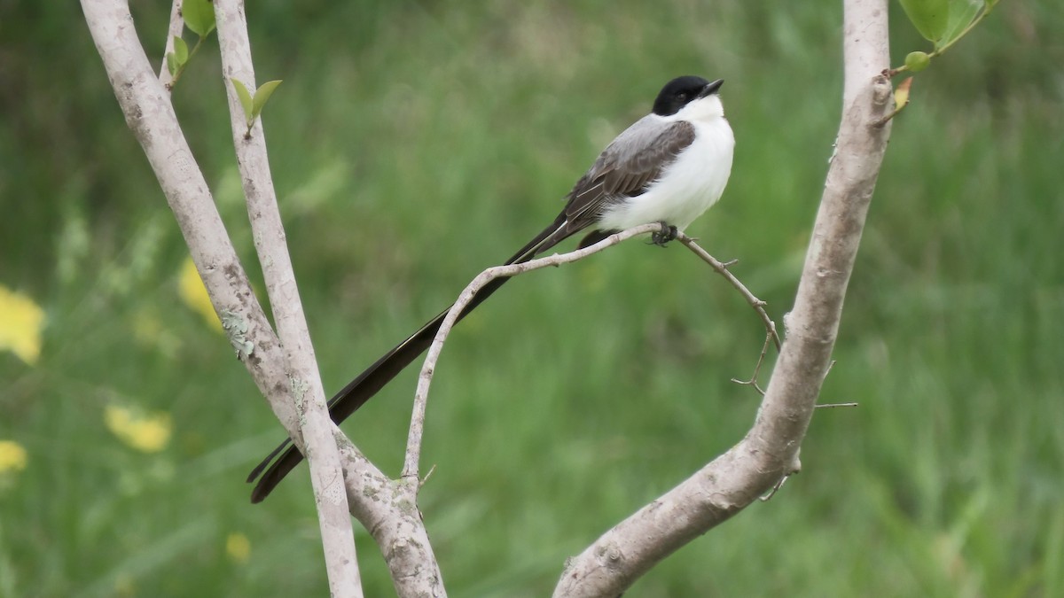 Tyran des savanes - ML645290513