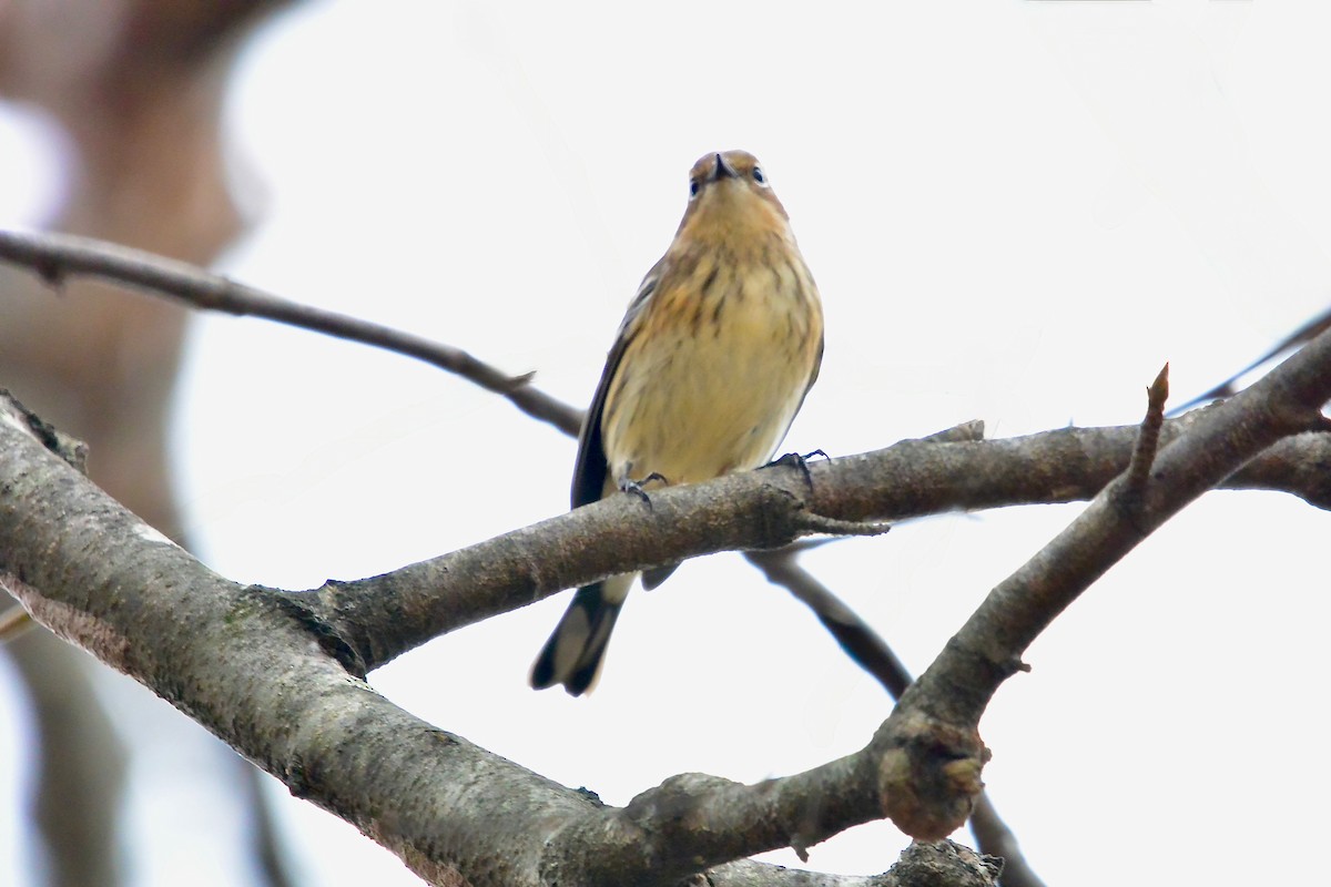 Paruline à croupion jaune - ML645290514