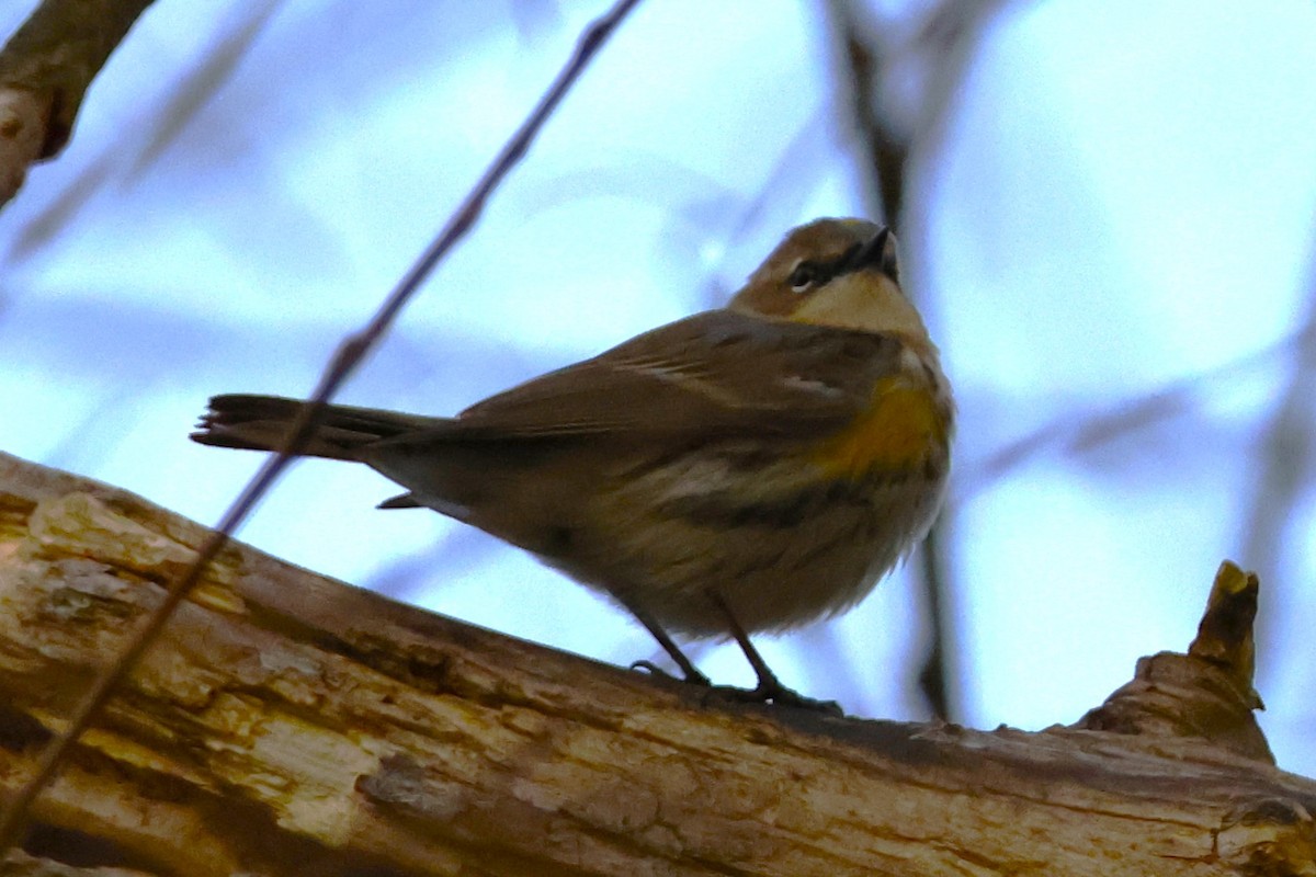 Paruline à croupion jaune - ML645290515