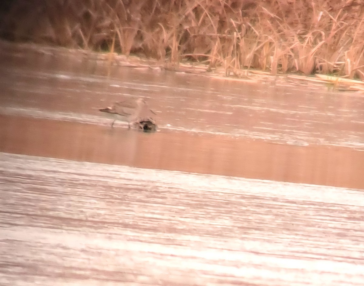 Barge hudsonienne - ML645290517