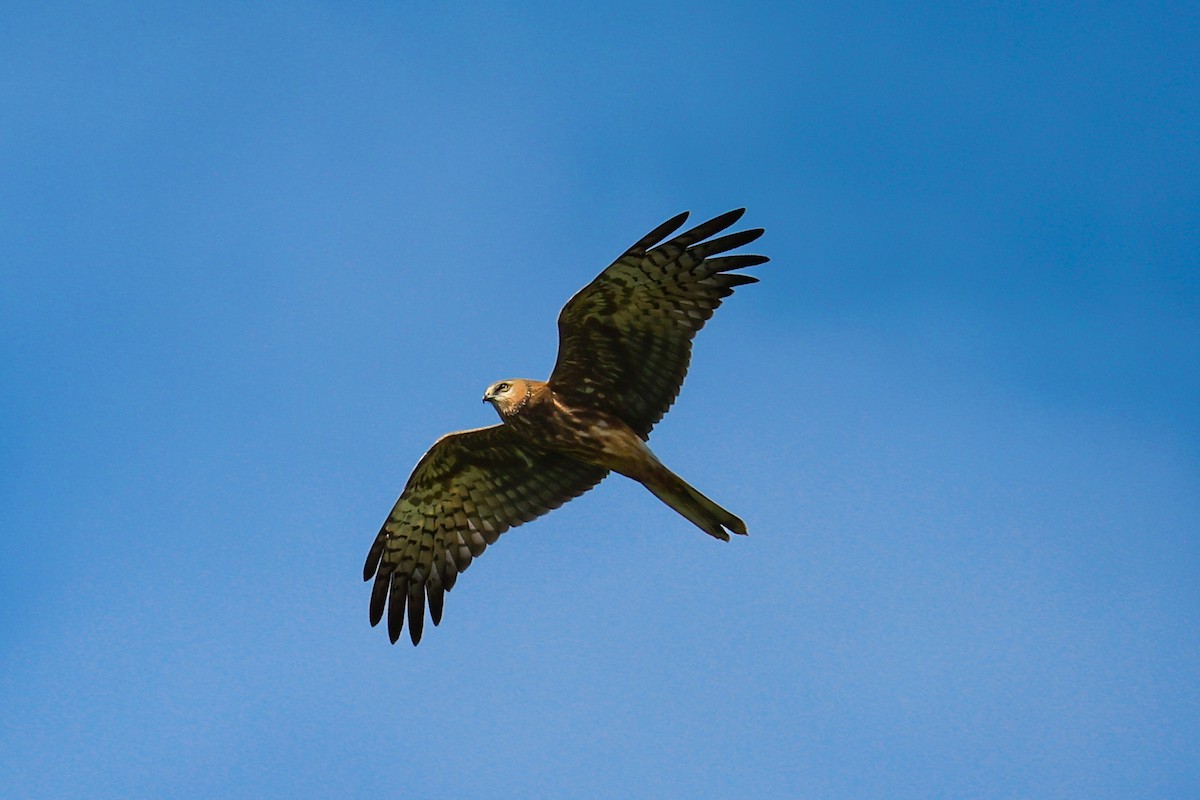 Busard tchoug - ML645290518