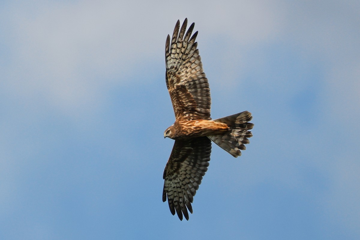 Busard tchoug - ML645290519