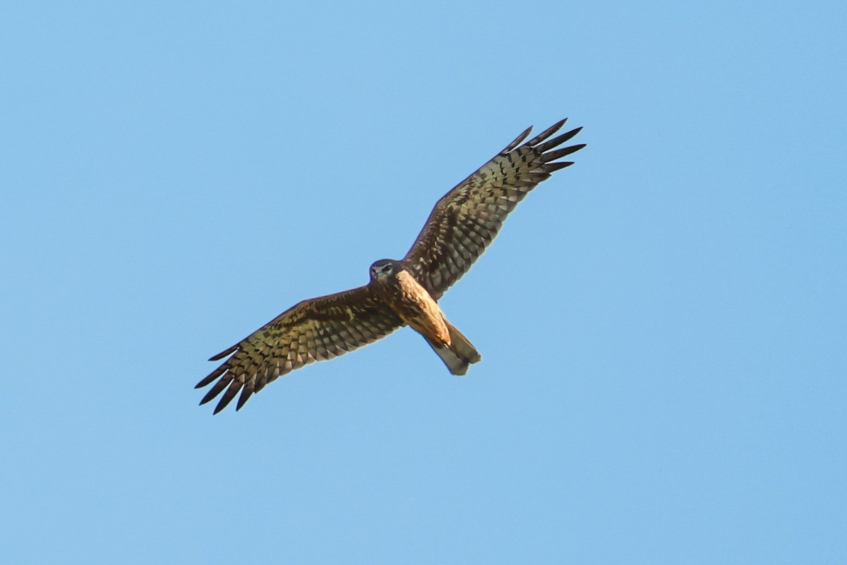 Busard tchoug - ML645290520