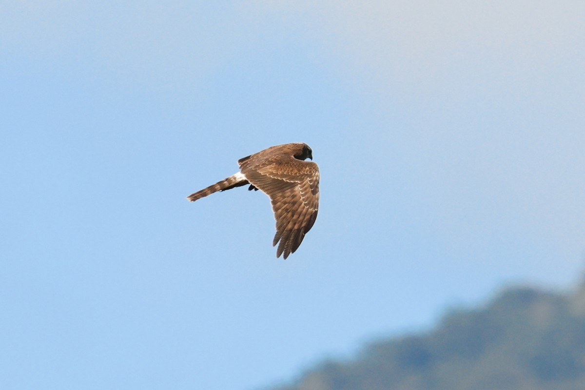 Busard tchoug - ML645290523