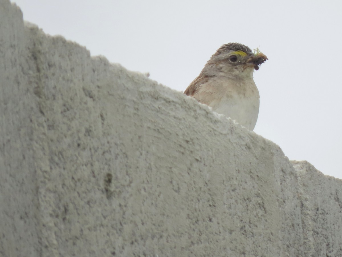 Bruant des savanes - ML645290525