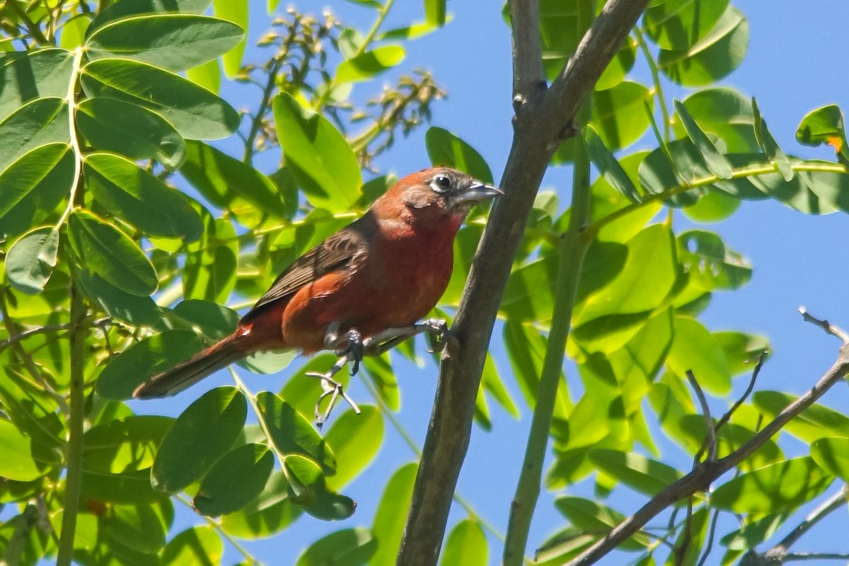 Araguira rougeâtre - ML645290526